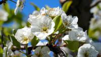 jabloň apple-tree-6202336 1280